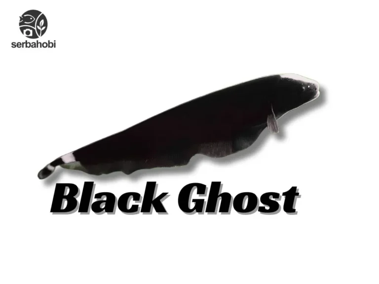 Ikan Black Ghost atau biasa dipanggil ikan hantu