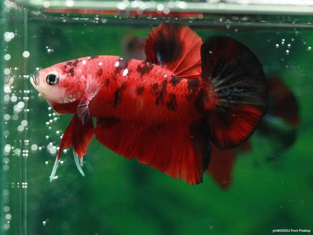Ikan Cupang: Panduan Lengkap Jenis, Perawatan, dan Tips Buat Kamu yang Baru Mulai