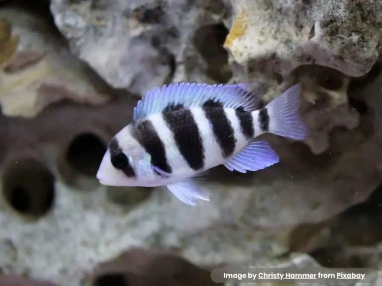 ikan frontosa kecil yang sedang berenang dalam aquarium tema bebatuan natural