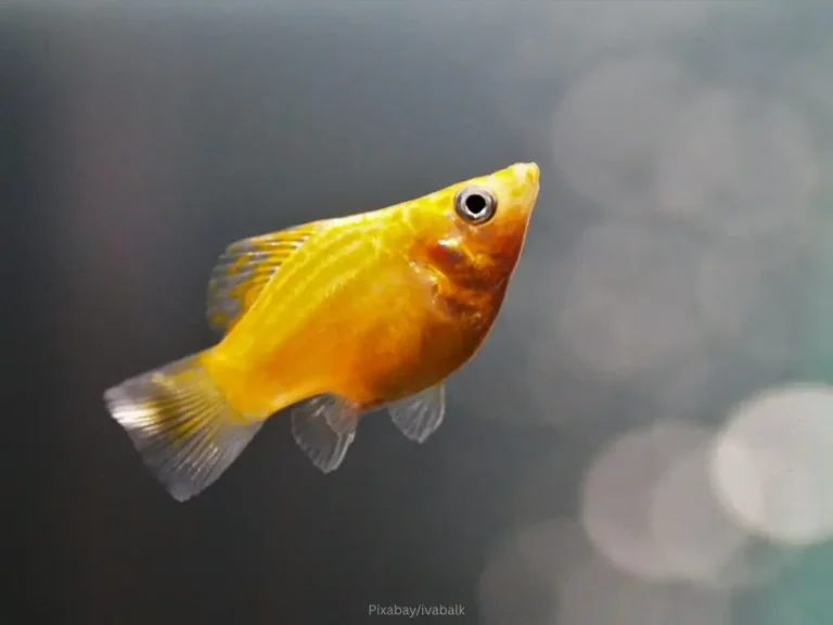 ikan molly golden berenang dengan tenang