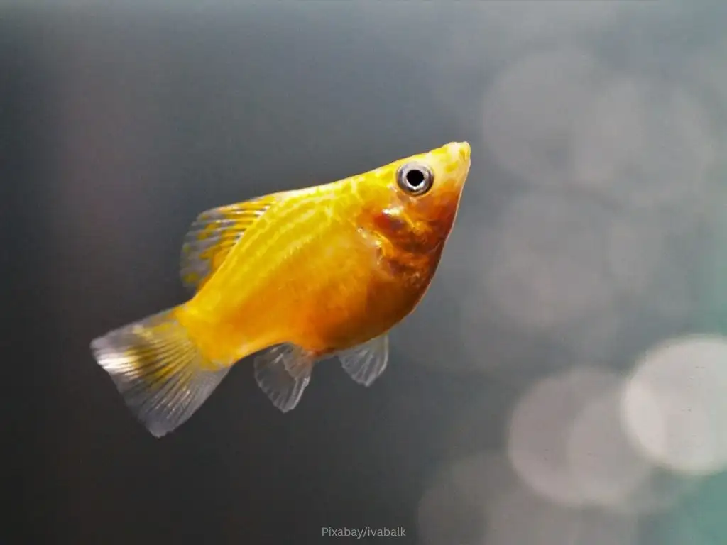 ikan molly golden berenang dengan tenang