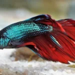 Ikan cupang sehat di aquarium bersih