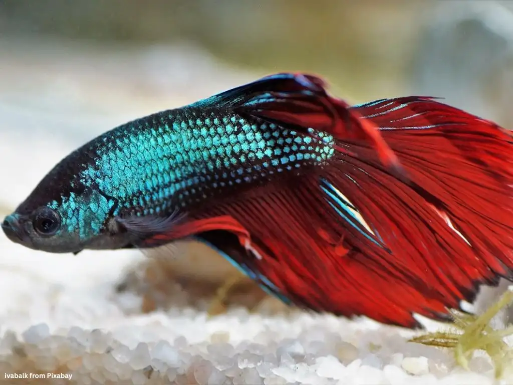 Ikan cupang sehat di aquarium bersih
