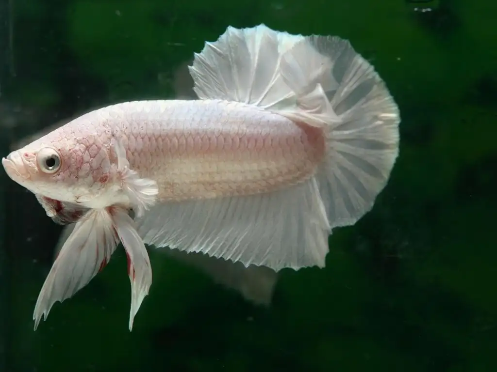 Jenis-Jenis Ikan Cupang berdasarkan bentuk tubuh