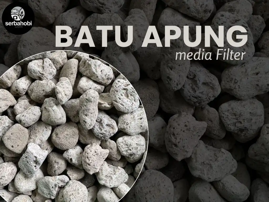 Media Filter Batu Apung untuk Aquarium sebagai media biologis