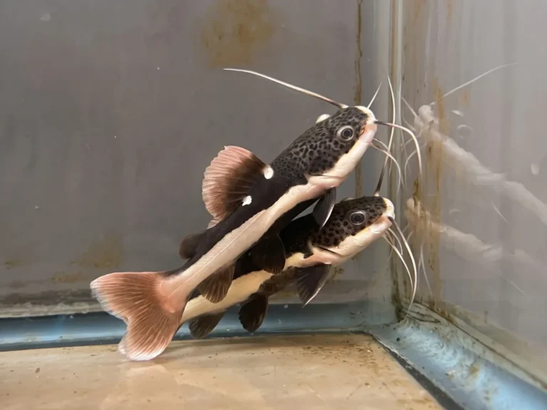 Fakta Mengejutkan Redtail Catfish yang Wajib Diketahui Aquarist