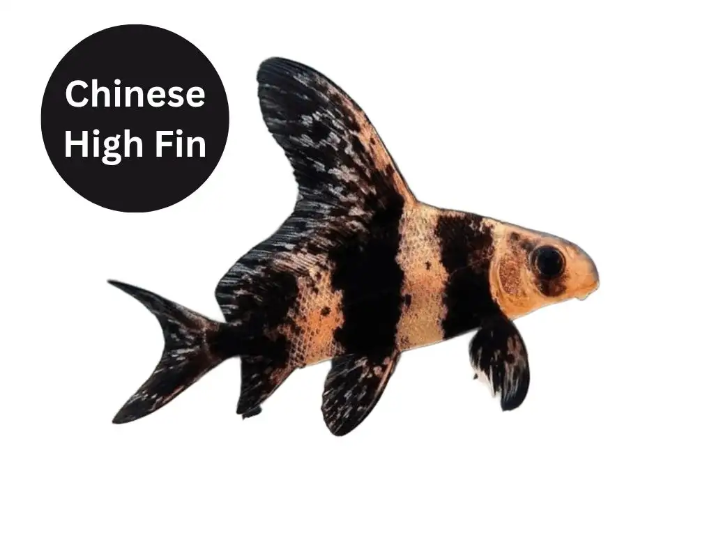 ikan chf