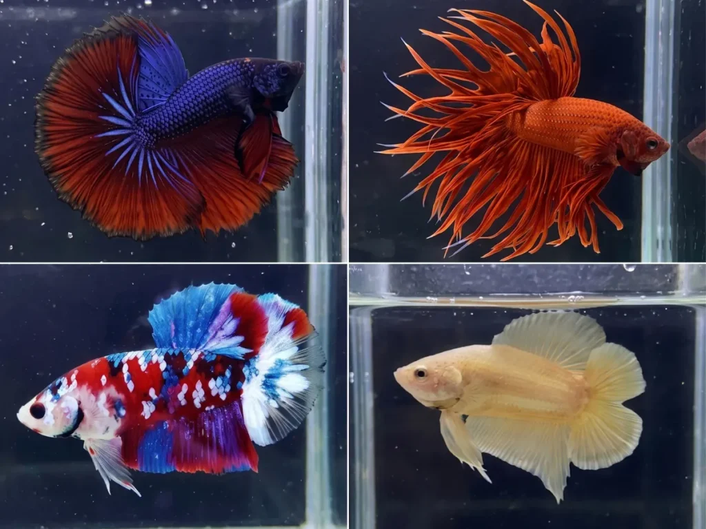 kolase yang menampilkan empat jenis ikan cupang (betta fish) dengan berbagai warna dan bentuk sirip yang khas, berenang di dalam akuarium berlatar belakang skotlet hitam.