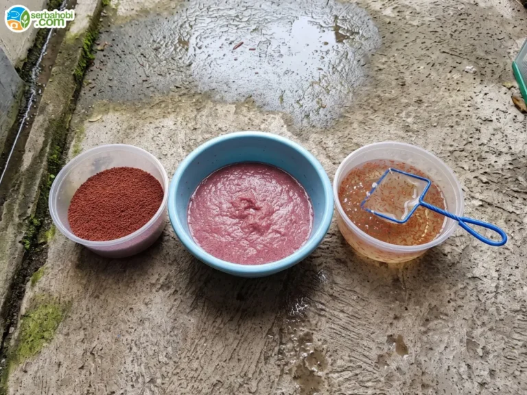 7 Makanan Cupang Ini Bikin Warnanya Makin Cerah