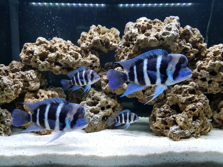 Mengenal dan Merawat Ikan Frontosa untuk Pemula dari A sampai Z