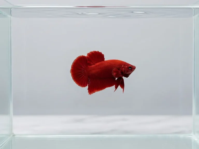 Baru Mulai Pelihara Ikan Cupang ? Simak Jenis, Perawatan, dan Tips disini !
