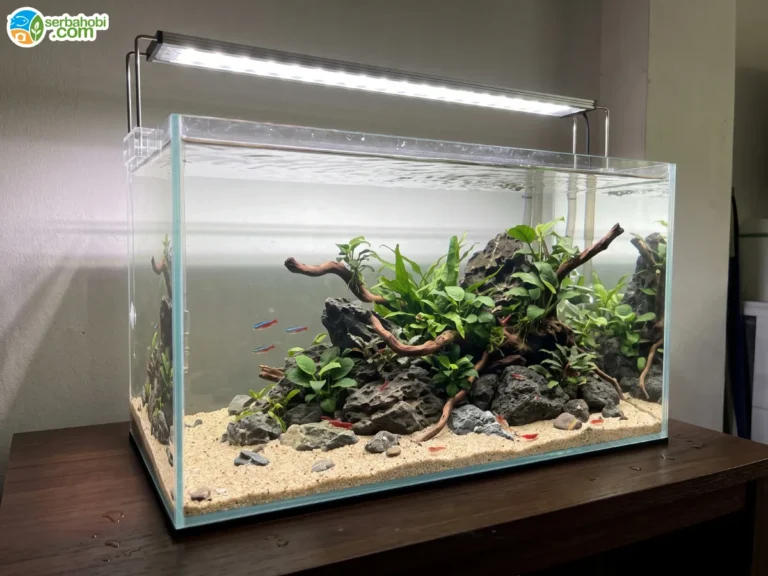 Rahasia Bikin Air Aquarium Crystal Clear, Pemula Wajib Tahu!