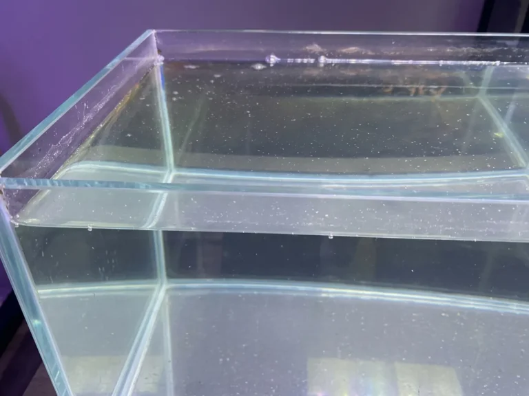 Solusi Cepat Air Aquarium Bau & Permukaan Berminyak!