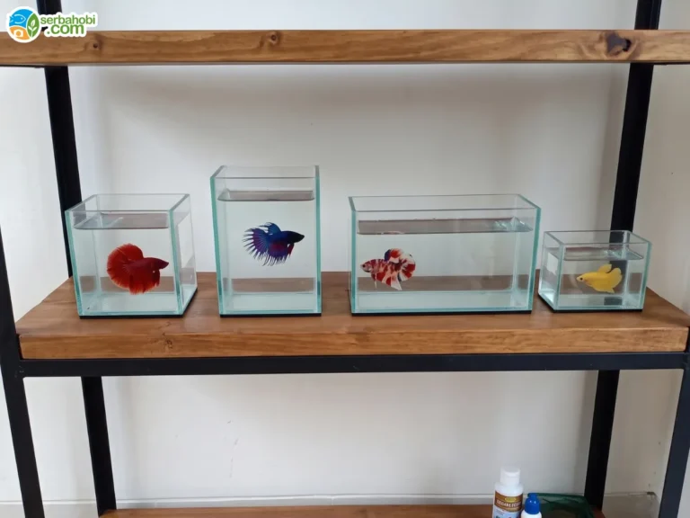Tips Memilih Ukuran Aquarium Cupang yang Tepat