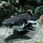 Redtail Catfish yang sedang berenang didalam aquarium indoor