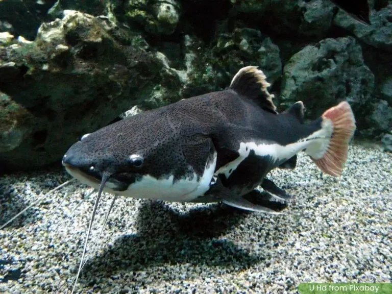 Redtail Catfish yang sedang berenang didalam aquarium indoor