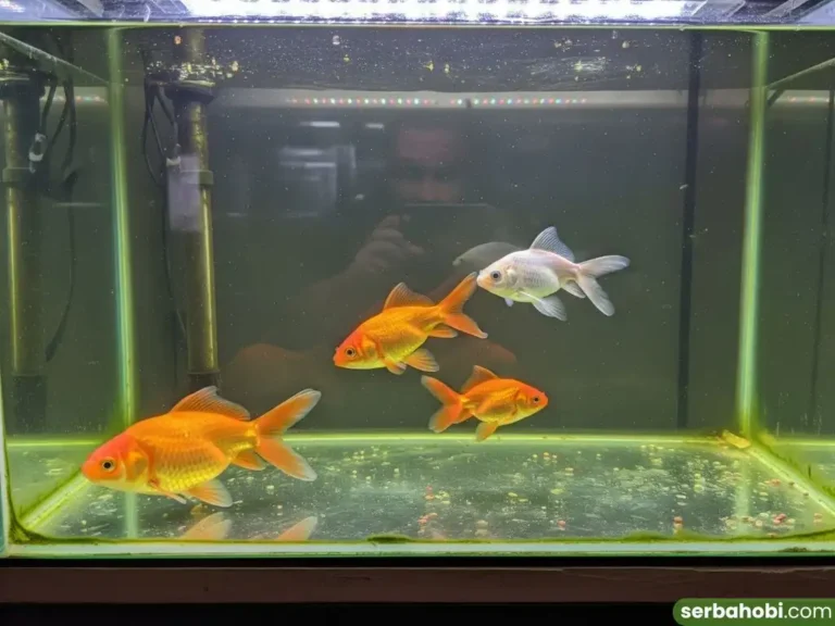 Tips Membeli Ikan Sehat