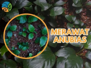 Trik Merawat Anubias: Atasi Daun Meleleh, Menguning, dan Cara Tanam yang Benar