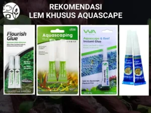 Lem Aquascape yang Terbukti 100% Aman
